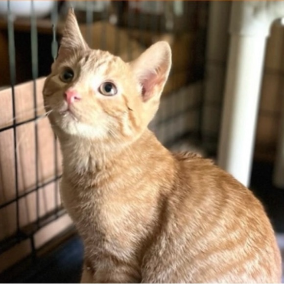 Meet your posher, Lilly! - Picture 2 of 6